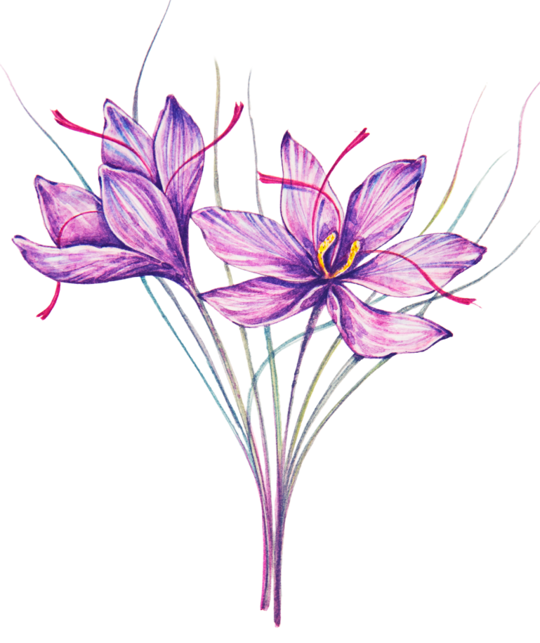Saffron Flower.psd (Large) Saffron Flower.psd (Large)